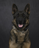 K9 Conan